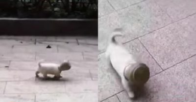 Video: Chú cún nghịch dại tự chui đầu vào lọ