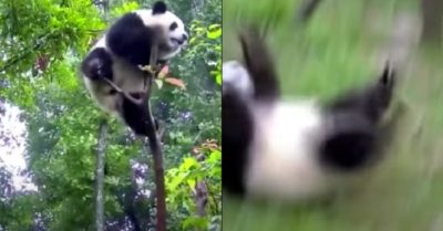 Video: Gấu trúc ngã dập mông khi nghịch ngợm trên ngọn cây