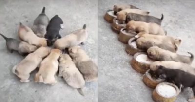 Video: Những chú cún làm gì cũng có nhau
