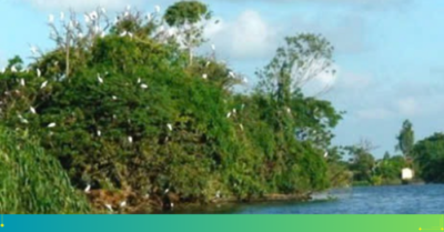 Đảo Cò Chi Lăng Nam – Thiên đường nơi hoang dã