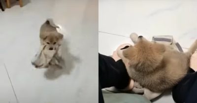 Video: Chú cún lon ton chạy đến ngồi dưới chân chủ xem tivi
