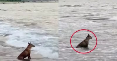 Video: Chú chó thẫn thờ ngồi trên bãi biển mặc sóng xô