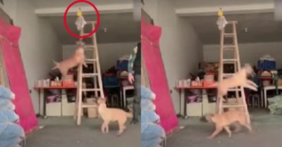 Video: Hai chú chó thi nhau nhảy để lấy đồ trên cao