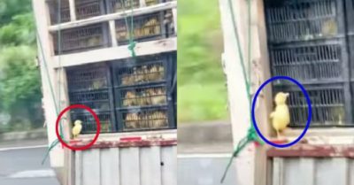 Video: Vịt con đứng bên mép xe tải đang chạy kêu cứu
