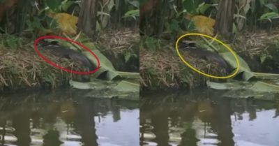 Video: Con cá trê khủng trèo lên bờ hóng gió