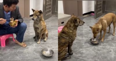 Video: Chú chó xin cơm rồi nhịn ăn để nhường cho bạn đời