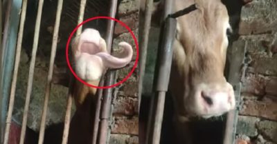 Video: Chú bò biết dùng lưỡi để mở chốt cửa chuồng