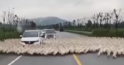 Video: Hàng trăm con vịt bao vây xe hơi trên đường cao tốc