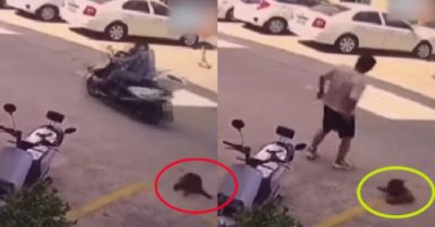 Video: Chú cún nâu nằm lăn ra ăn vạ khi chiếc xe máy chạy qua