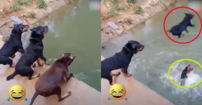 Video: Chó cưng phấn khích đua nhau nhảy cầu để tắm mát