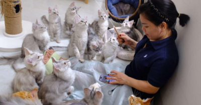 Kinh doanh mèo – Câu chuyện thành công từ đam mê nuôi mèo khổng lồ ở bình dương