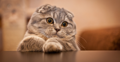 Mèo Scottish Fold – Sự thật đằng sau vẻ ngoài độc nhất vô nhị, Việt Nam cũng có một chú nổi tiếng thế giới!