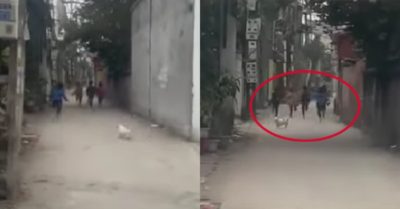 Video: Đám trẻ chạy thục mạng vì chót dại trêu chó