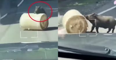 Video: Lợn rừng đẩy khúc gỗ dọn đường cho dòng xe