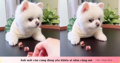 Câu chuyện thú cưng dễ thương khiến dân mạng cười ngất