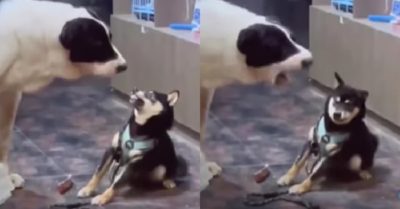 Video: Chú chó hứng trọn cơn mưa ‘nước miếng’ vì trót lỡ hẹn