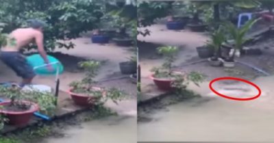 Video: Cặp cá lội ngược dòng lên bờ du xuân bị gia chủ tóm gọn