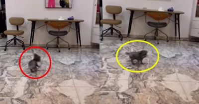 Video: Chú cún nhỏ thích thú xoay vòng khi nghe tiếng nhạc