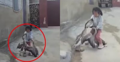 Video: Bé gái bình tĩnh xử lý hai con ngỗng