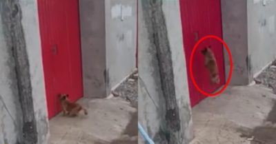 Video: Chú chó bật nhảy trước cổng kêu chủ ra mở cửa