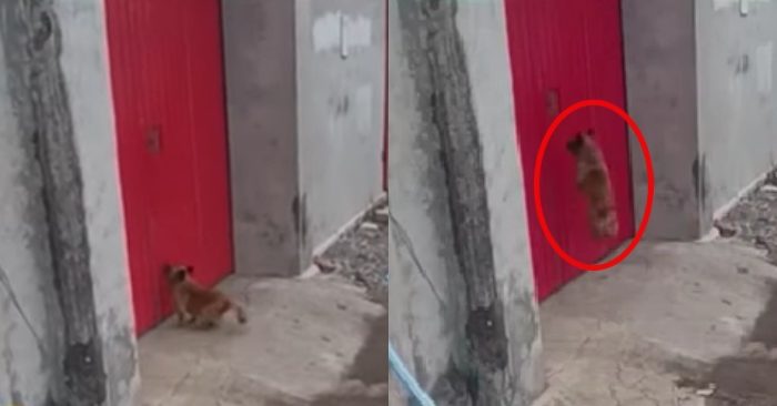 Video: Chú chó bật nhảy trước cổng kêu chủ ra mở cửa