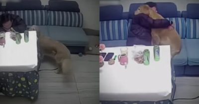 Video: Chú chó vỗ về an ủi khi thấy ông chủ ôm mặt khóc