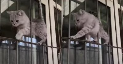 Video: Mèo đi qua song sắt như catwalk