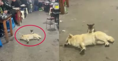 Video: Mèo massage cho chó giữa quán ăn