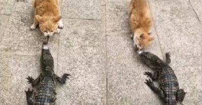 Video: Mèo to gan tranh mồi với cá sấu