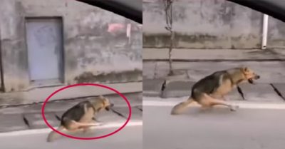 Video: Chú chó chạy bằng hai chân trước siêu nhan