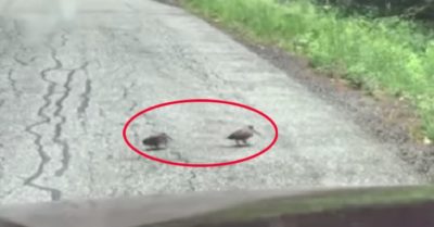 Video: Tài xế ‘tăng xông’ khi đợi chim dẽ giun qua đường