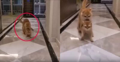 Video: Thanh niên mèo ham chơi bị mẹ tóm cổ kéo về