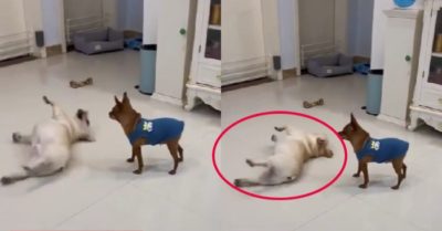 Video: Chú chó dùng tuyệt chiêu tránh bạn trèo đầu cưỡi cổ