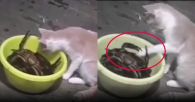 Video: Mèo cưng tá hỏa vì trêu cua biển