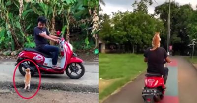 Video: Mèo cưng lên xe lượn phố cùng chủ