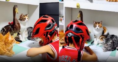 Video: Dàn thú cưng nghiêm khắc khi giám sát cậu chủ học bài
