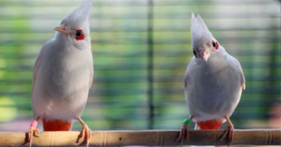 Chào mào đột biến siêu hiếm giúp chàng trai miền Tây thu 3 tỷ đồng mỗi năm
