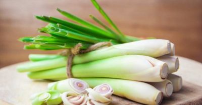 Cây sả  – Thảo dược dân gian đa công dụng