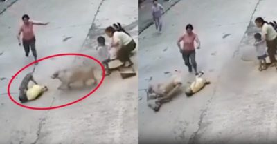Video: Chó cưng dũng mãnh lao ra cứu cậu chủ trước chó hoang