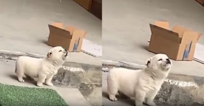 Video: Chú cún trổ tài gáy ò ó o