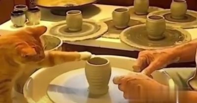 Video: Mèo trổ tài làm gốm sứ phụ ông