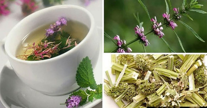 Cây ich mẫu: Thần dược cho sức khỏe phụ nữ