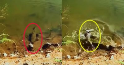 Video: Chim tẩu thoát ngoạn mục khi bị cá to đớp trúng