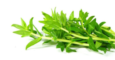 Cây rau ngổ – Dược liệu dân gian quý từ đồng nội
