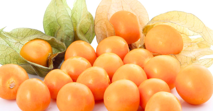 Cây tầm bóp
