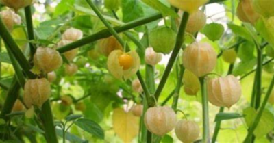 Cây tầm bóp – Vị thuốc tự nhiên từ ký ức đến mâm cơm