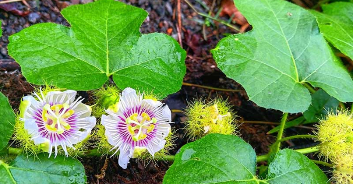 Cây lạc tiên – Vị thuốc an thần dịu nhẹ từ thiên nhiên
