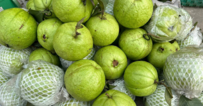 Ổi rớt giá – Tình người không bao giờ rớt