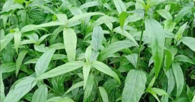 Cây xương khỉ – Thần dược cho người nghèo