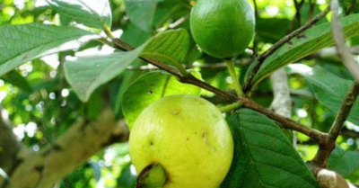 Ổi – loại quả dân dã mà công dụng “thần kỳ”